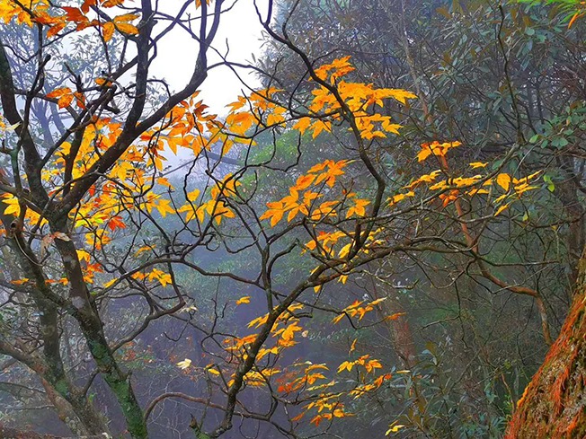三清山秋色实景图片大放送，这才是秋天该有的样子！