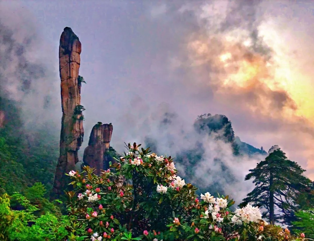 三清山杜鹃花开始逐级盛开！“分布地理位置”速度收藏！