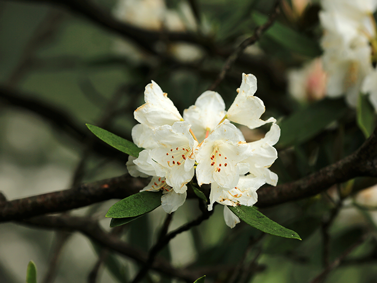 三清山杜鹃花最新情报！速看！