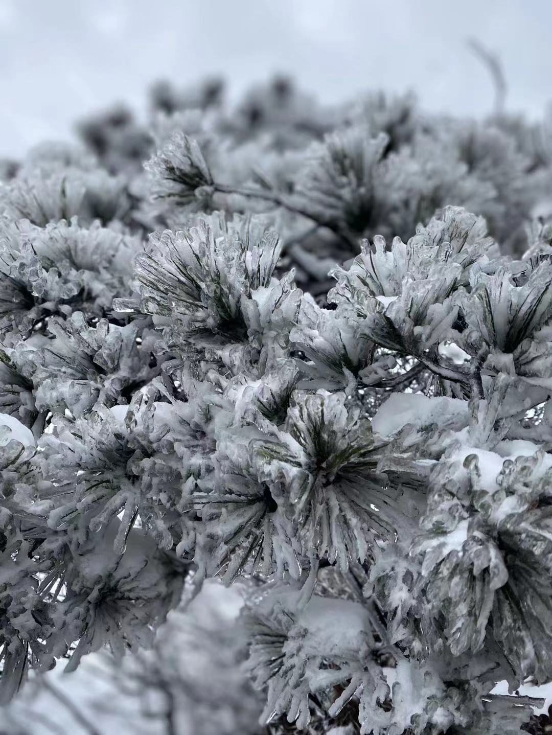 冬雪