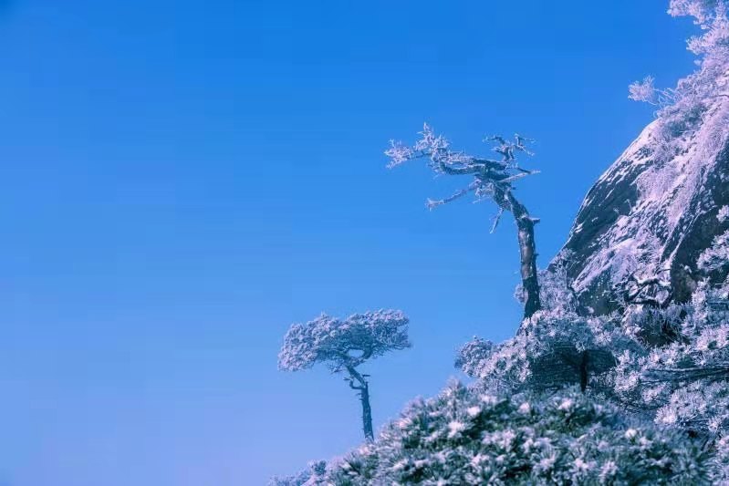 生死恋松