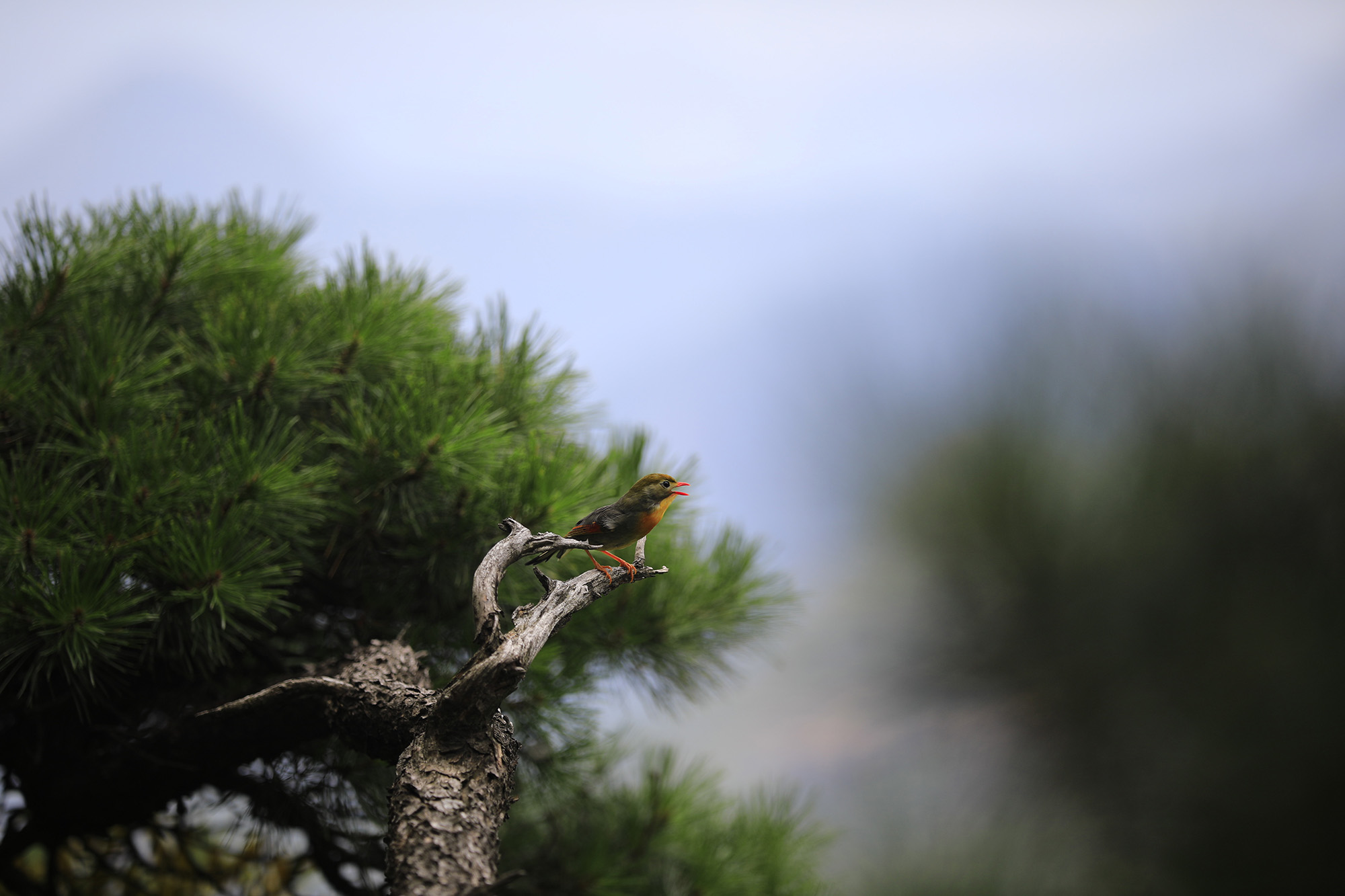 夏趣三清山