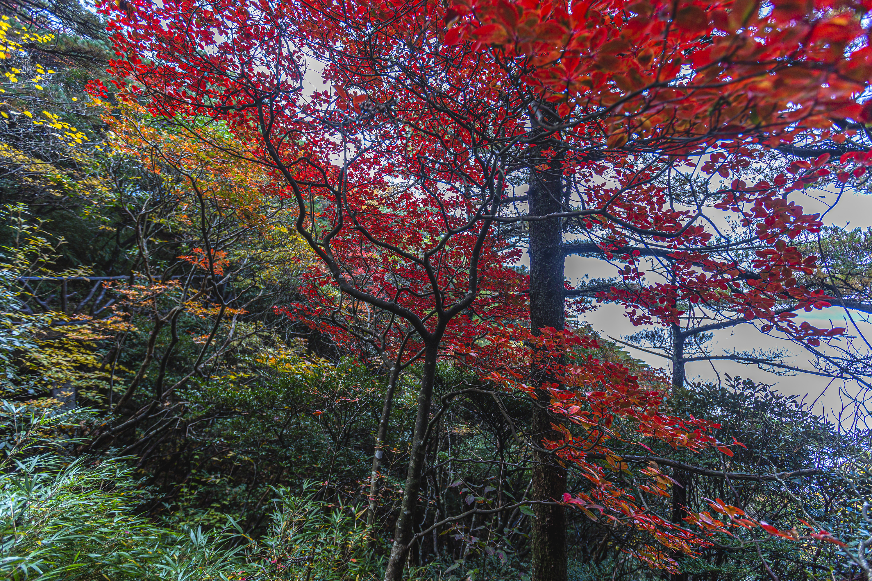 三清山红叶