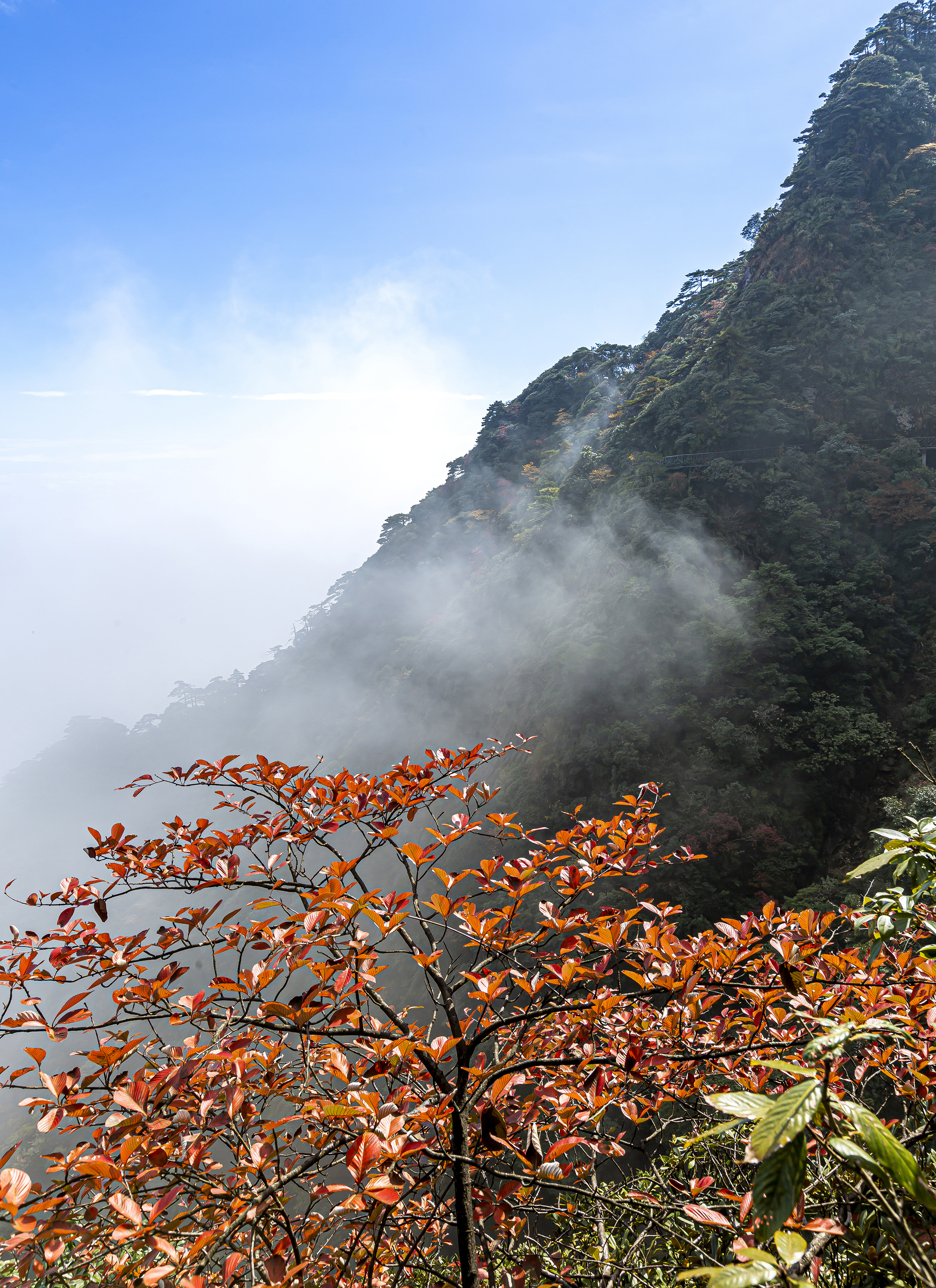 三清山秋色